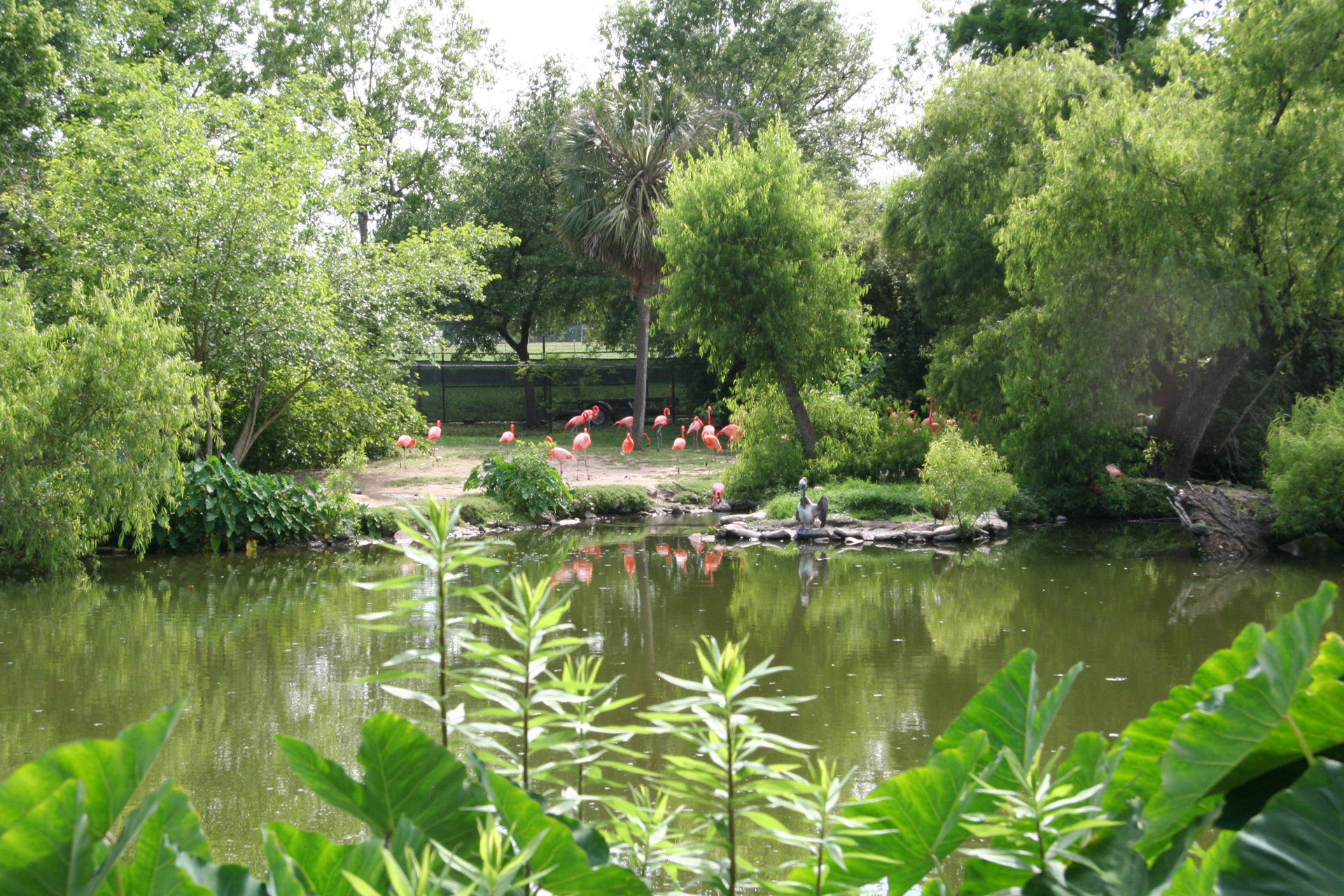Leuchtende Kubaflamingos/Vibrant American flamingos